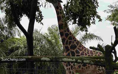 Singapore Zoo @ Mandai